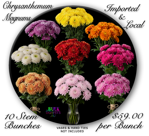 BULK FLOWERS MAGNUMS