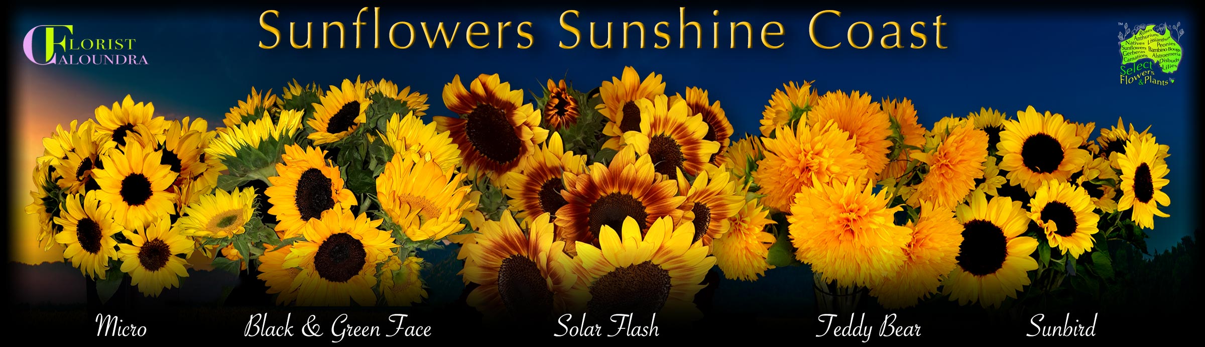 SUNFLOWERS PANORAMA SUNSHINE COAST