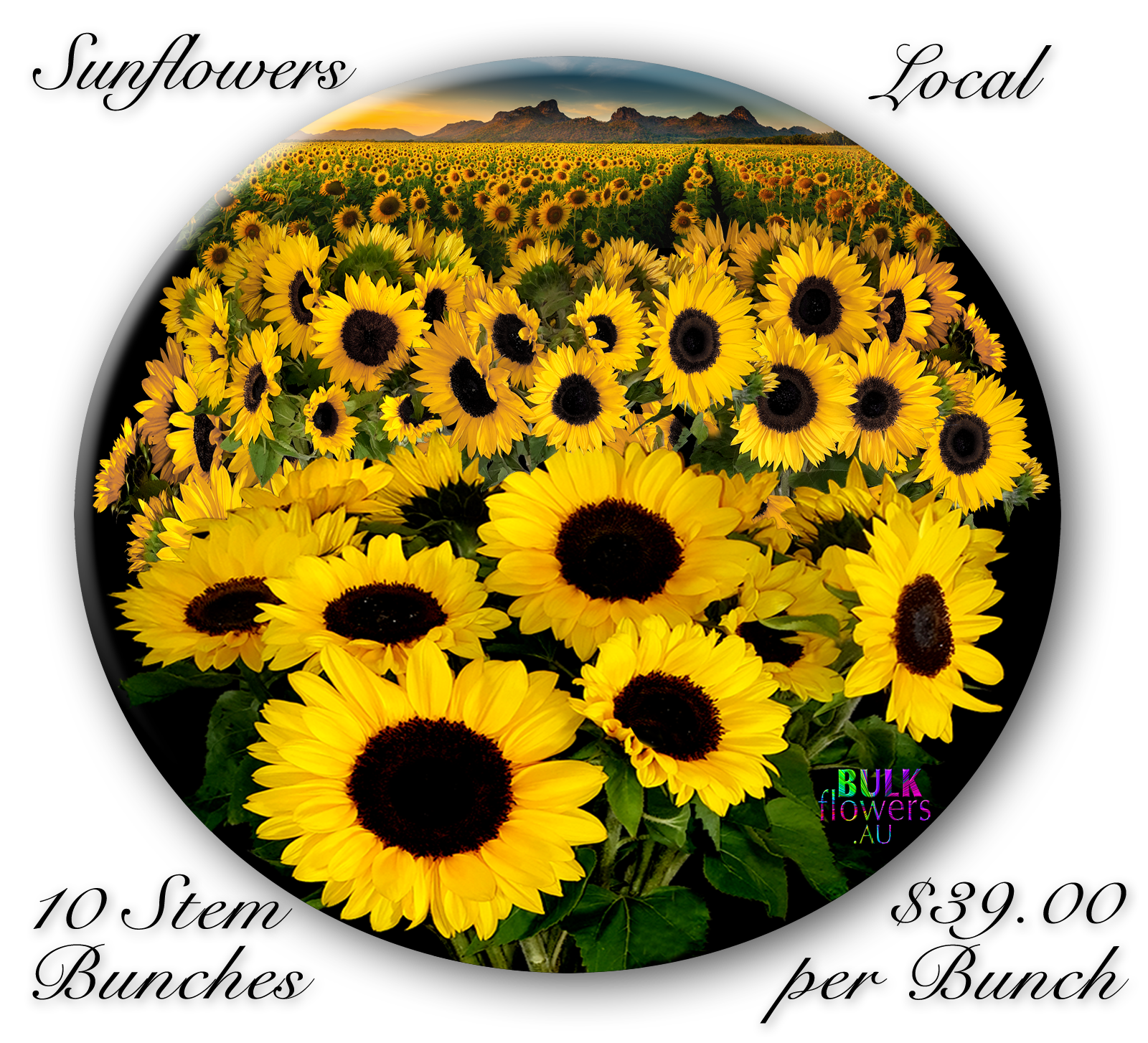 BULK FLOWERS SUNFLOWERS