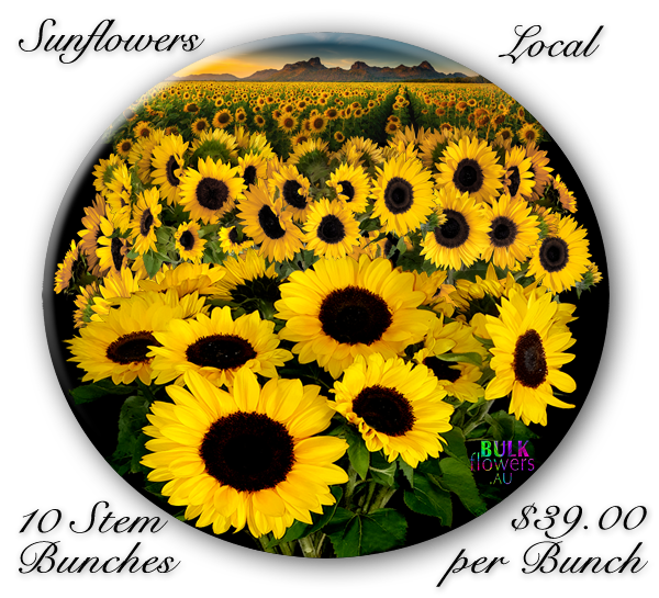 BULK FLOWERS SUNFLOWERS
