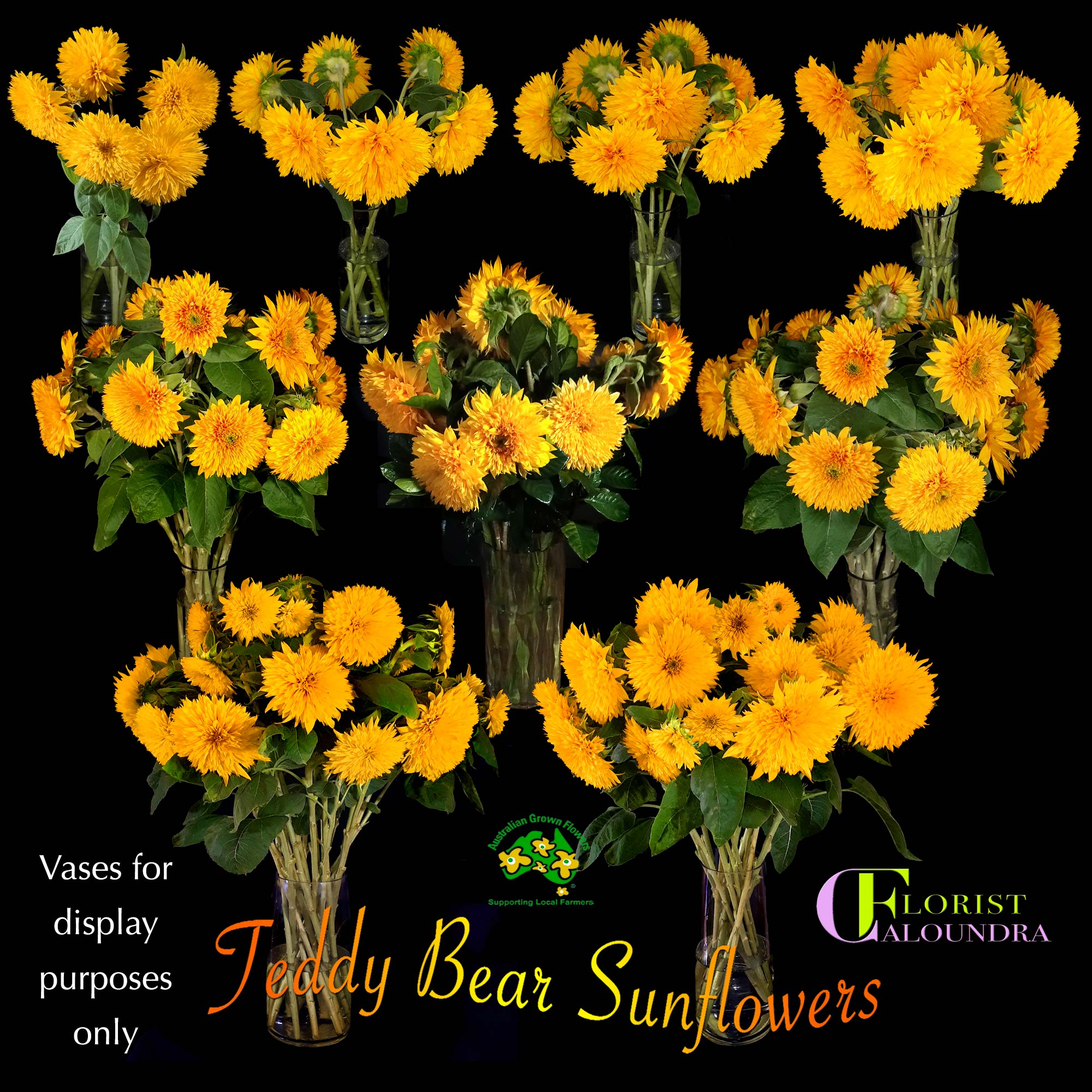 TEDDY BEAR SUNFLOWERS